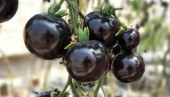 ఈ నల్లటి పండు ఎక్కడ చూసినా, దాన్ని మిస్ అవ్వకండి. తినండి. దీనివల్ల గుండెపోటు రాదు! గుండె సమస్యలకు ఇదే ఏకైక మందు.