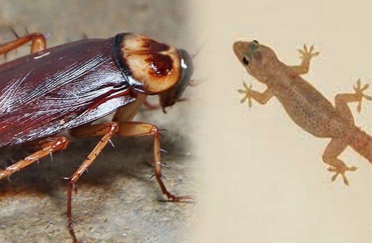 గమనిక: మీ ఇంట్లో బొద్దింకలు, బల్లులు, చీమలు ఉన్నాయా? కేవలం రూ. 1  వాటిని ఇలా తరిమికొట్టడానికి షాంపూ ఉపయోగించండి.!