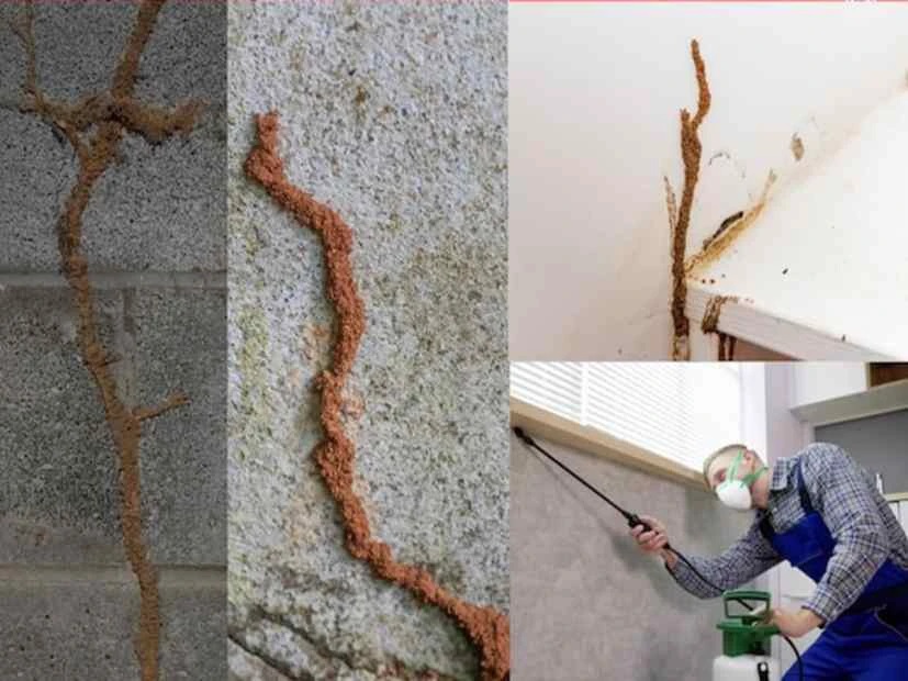 ఇంట్లోని గోడలకు లేదా ఫర్నిచర్కు చెదలు పట్టాయా? కంగారు పడకండి, ఈ 5 సులభమైన చిట్కాలతో సమస్యను పరిష్కరించుకోండి