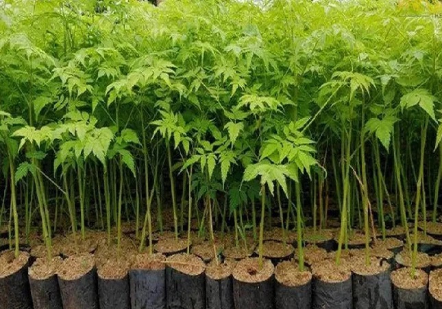 వ్యాపార చిట్కాలు: కేవలం రూ.10కి ఈ మొక్కను కొని పెంచండి, కోట్లు సంపాదించండి!