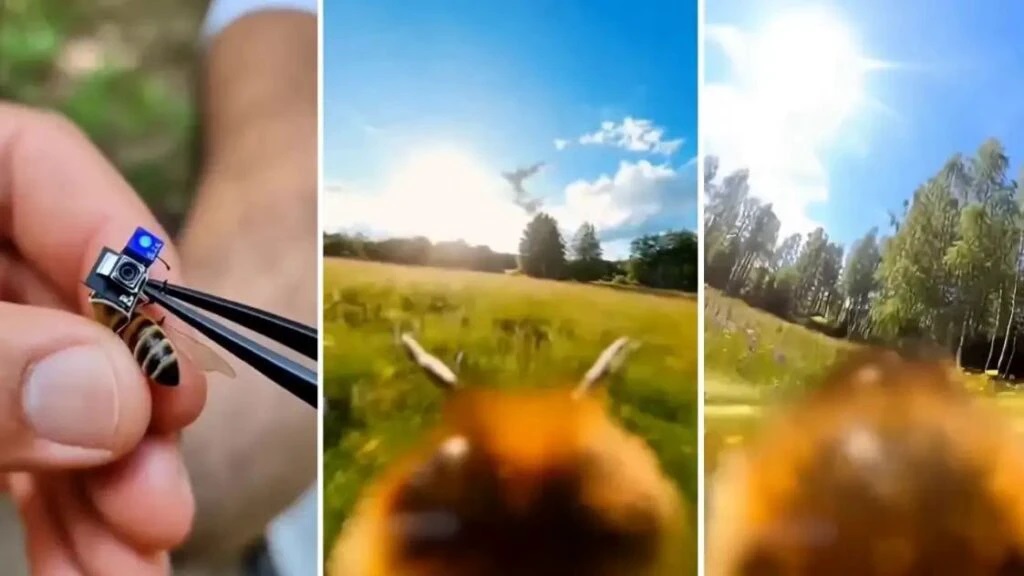 మనుషుల తెలివితేటలు ఎక్కడికో వెళ్ళిపోయాయి.. తేనెటీగపై కెమెరా పెట్టి అద్భుతమైన ప్రయాణం.. వైరల్ వీడియో!