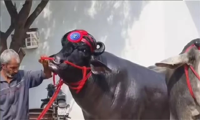 హర్యానాకు చెందిన ‘విధాయక్’ ధర తెలిస్తే మీ మైండ్ బ్లాక్ అవుతుంది.. దీని యజమాని ఇప్పటికే మరో రెండు దున్నపోతులను సిద్ధం చేశారు!