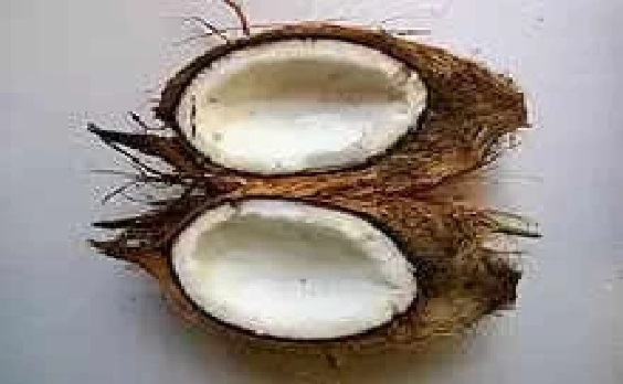 కొబ్బరికాయ కొట్టిన అర గంటలోపు పచ్చిగా తింటే కలిగే ప్రయోజనాలేంటో తెలుసా?