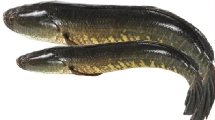 కొర్రమీను స్పెషాలిటీ ఇదే: ‘పాము తల’ చేప వెనుక ఉన్న అద్భుత రహస్యం! మహిళలకు ఇది ఒక వరప్రసాదం