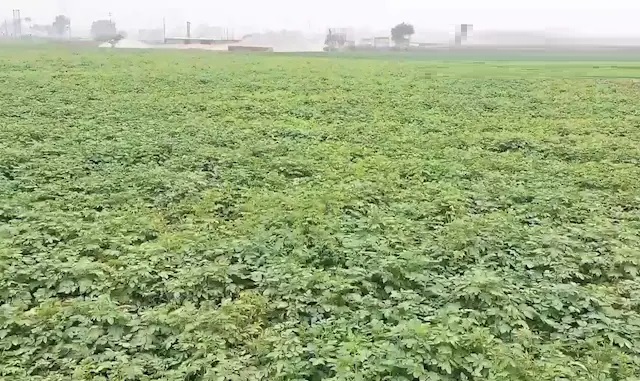 సక్సెస్ స్టోరీ: 10 ఎకరాల్లో ₹10 లక్షల లాభం.. రైతు గులామ్ ముస్తఫా స్మార్ట్ వ్యవసాయం!