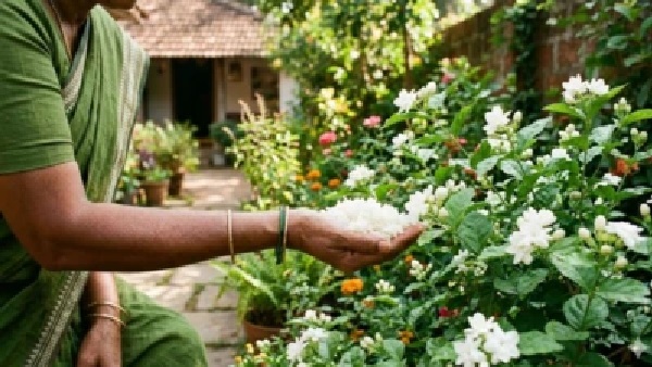 మిగిలిన ఒక గుప్పెడు అన్నం చాలు.. వేసవిలోనూ రాశి వోసినట్లు పూల వాన కురుస్తుంది!