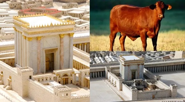 జెరూసలేంలో 3వ దేవాలయం? ఇజ్రాయెల్ సంచలన ప్లాన్! ప్రపంచ దేశాలను వణికిస్తున్న ‘ఎర్ర ఆవు’ (Red Heifer) రహస్యం.