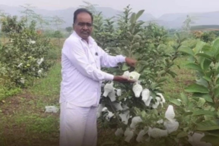ఉల్లి, ద్రాక్ష సాగును వదిలేశాడు! ఎకరంలో జామ సాగు.. 25 టన్నుల దిగుబడితో నాసిక్ రైతు ‘లక్షాధికారి’