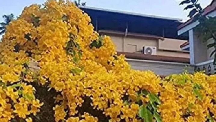 కేరళలో వైరల్ అవుతున్న కొత్త ఫ్యాషన్; కానీ దీని వెనుక ఒక పెద్ద సమస్య ఉంది!