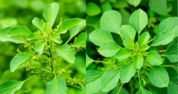కుప్పింటాకుతో 400 రోగాలకు చెక్! వ్యర్థాల్లో మొలిచే అద్భుత బంగారం.. పైల్స్ సమస్యకు దివ్యౌషధం!
