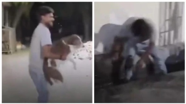 “ప్రతిదానికీ ఒక హద్దు ఉంటుంది”.. అమాయకపు వీధి కుక్కను పట్టుకుని గాలిలో తిప్పిన యువకుడు! చివరికి ఊహించని ట్విస్ట్.. వైరల్ వీడియో!