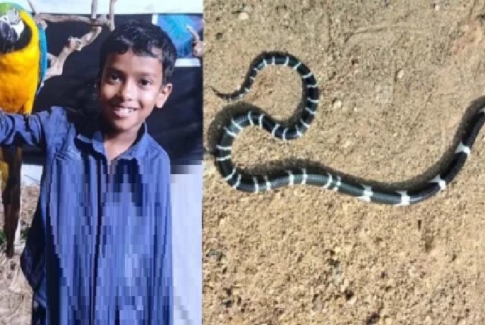 అర్ధరాత్రి కడుపునొప్పితో లేచిన పిల్లలు.. జ్యూస్ వల్ల ఫుడ్ పాయిజన్ అనుకున్న తల్లిదండ్రులు; తీరా చూస్తే దిండు కింద పాము!