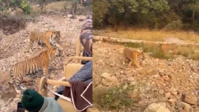 హద్దు దాటుతున్న సఫారీలు: పులుల పోరాటాన్ని చుట్టుముట్టిన వాహనాలు; వైరల్ వీడియోపై వెల్లువెత్తుతున్న ఆందోళన!