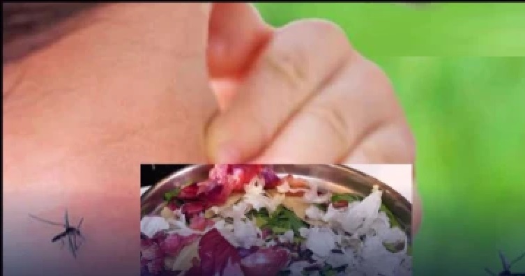 అబ్బా.. ఈ ఎండలు, దోమల గోల! నిద్ర పట్టట్లేదా? వంటింట్లో ఉన్న ఈ వస్తువులతో ‘దోమల బాంబు’ తయారు చేయండి!