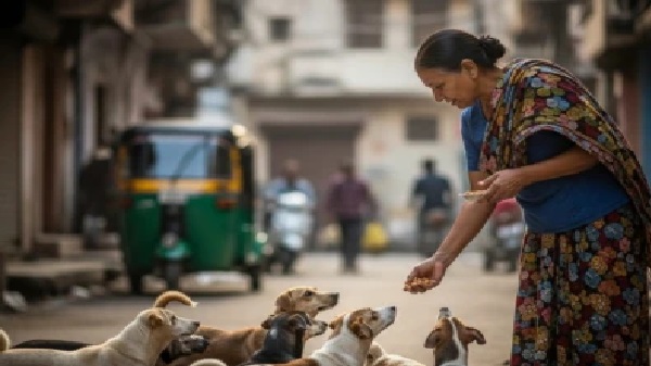 వీధి కుక్కలకు ఆహారం పెడుతున్నారా? జాగ్రత్త.. ఈ ఒక్క తప్పు చేస్తే చిక్కుల్లో పడ్డట్టే!