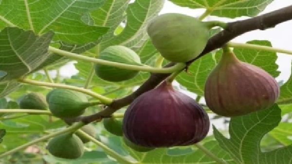 మందుబాబులకు ‘వరం’ ఈ పండు: ఆల్కహాల్తో డ్యామేజ్ అయిన లివర్కు మళ్ళీ ప్రాణం పోస్తుంది! వారానికి ఒక్కసారైనా తినాల్సిందే..