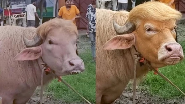 బంగ్లాదేశ్లో ‘డొనాల్డ్ ట్రంప్, బెంజమిన్ నెతన్యాహు’ల పేర్లు కలిగిన గేదెలు వైరల్; ఈద్-అల్-అధా వేళ ఇంటర్నెట్లో మీమ్స్ హల్చల్
