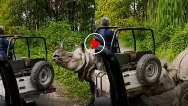 వీడియో: జంగిల్ సఫారీలో మృత్యువుతో పోరాటం! టూరిస్ట్ జీపుపై దాడి చేసిన ఖడ్గమృగం, భయంకరమైన వీడియో వైరల్
