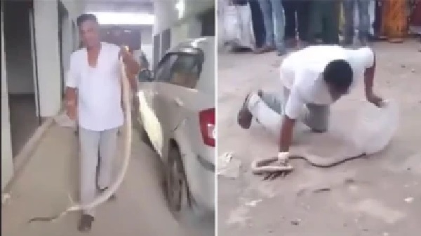 జనం ముందు సాహసం చేయబోయిన పాము పట్టుకునే వ్యక్తి దారుణ మృతి – వీడియో