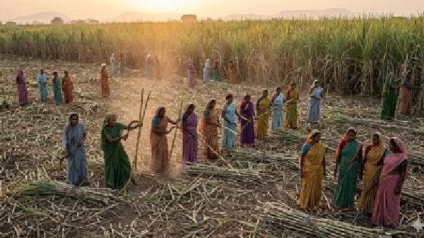 చెరకు తోటల్లో ఆగని దారుణాలు: కూలీ కోసం గర్భాశయాలనే తొలగించుకుంటున్న మహిళలు
