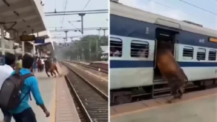 “నడుస్తున్న రైల్లోకి ‘డైవ్’ చేసిన ఎద్దు!”.. వెంటనే రివర్స్లో దూసుకెళ్లిన ఎక్స్ప్రెస్.. ఇంటర్నెట్ను షేక్ చేస్తున్న వీడియో.. ఇది నిజమేనా?