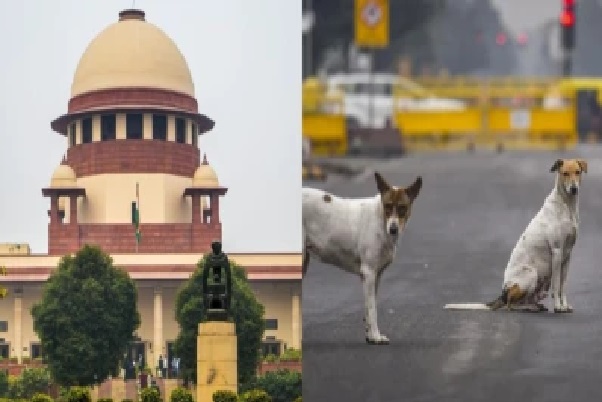 కుక్కల కాటు ఘటనలను నిర్లక్ష్యం చేయలేం; వీధి కుక్కలపై సుప్రీంకోర్టు సంచలన తీర్పు – ముఖ్యాంశాలు!