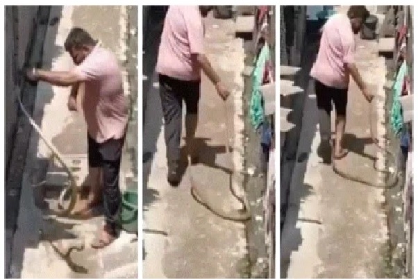వైరల్ వీడియో: పామును పట్టుకోవడానికి ప్రయత్నించిన యువకుడు; కాటు వేయడంతో ప్రాణభయంతో పరుగు!