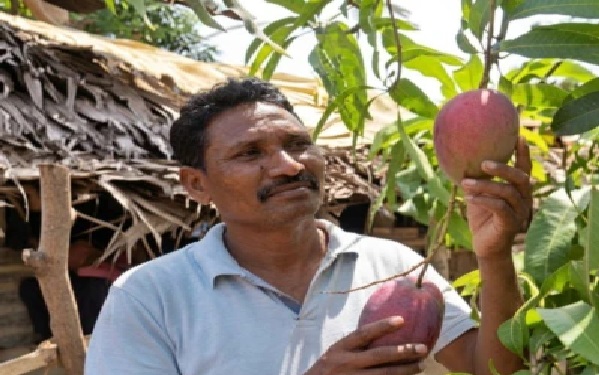 కిలో 3 లక్షల రూపాయల మామిడి పండు! పంటను చూసి ఆశ్చర్యపోయిన రైతు.. కాపలా కోసం రాత్రంతా చేతిలో లాఠీతో నిద్రలేకుండా.. అసలు కథేమిటంటే?