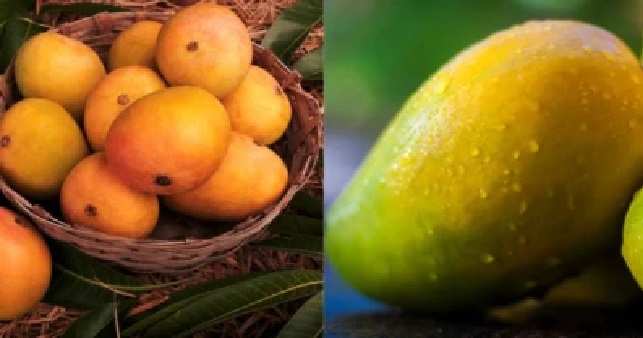 అల్ఫోన్సో నుండి కేసర్ వరకు భారీ షాక్.. 20 ఏళ్ల తర్వాత భారతీయ మామిడి పండ్లపై జపాన్ నిషేధం!