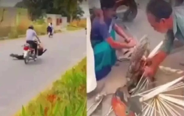 నొప్పితో విలవిలలాడుతున్న జాతీయ పక్షి నెమలి ఈకలను పీకేసిన దుండగులు.. గుండెను కలచివేసే భయంకరమైన వీడియో!