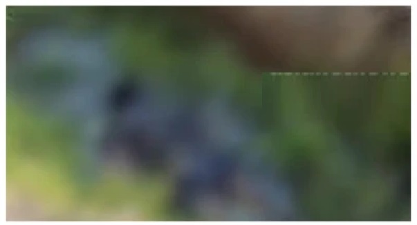 అంబులెన్స్ నుండి దిగి పారిపోయిన రోగి డ్రైనేజీలో శవమై లభ్యం; రేబిస్ సోకినట్లు అనుమానం
