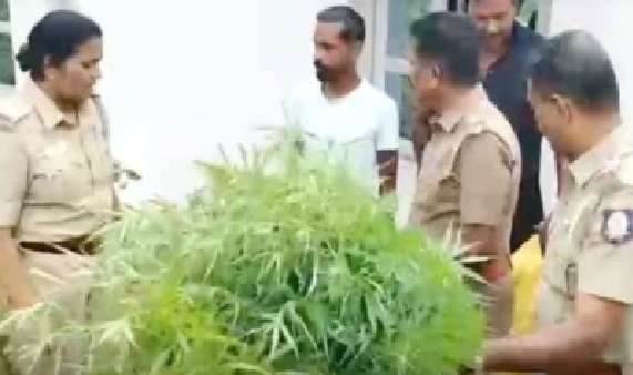 “ఓ.. ఇదే గంజాయా..?” పశువులకు జబ్బు చేస్తే ఈ మొక్కలే కదా ఇచ్చేది..! గంజాయి సాగుపై నిందితుడి వింత వాంగ్మూలం.. షాక్ అయిన పోలీసులు!