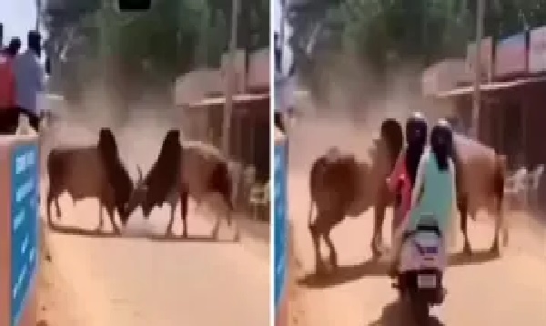 “ఎవరితో పెట్టుకున్నారబ్బా!”. ఫైటింగ్ ఆపేసి స్కూటీని అటు ఇటు విసిరేసిన ఎడ్లు.. గుండెలు పగిలే వైరల్ వీడియో..!!!