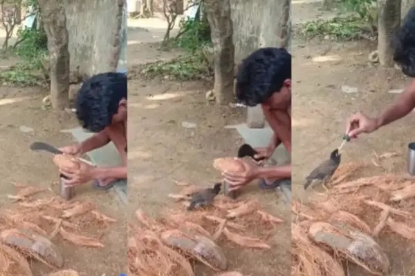 “దాహంతో అలమటించిన పక్షి.. దేవదూతలా మారిన యువకుడు! ఇంటర్నెట్‌ను కదిలిస్తున్న యువకుడు పోరాటం!”