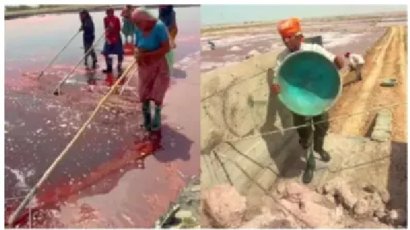 సముద్రపు నీరు కల్లు ఉప్పుగా ఎలా మారుతుంది? ఒక పిడికెడు ఉప్పు ధర.. ఎన్నో చెమట చుక్కలు! మండుటెండలో మాడిపోతున్న రైతు.. వైరల్ వీడియో!!!