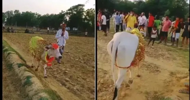 పగలు, రాత్రి తేడా లేకుండా 8 రోజులుగా పొలంలో గుండ్రంగా తిరిగిన ఆవు! చూసి గ్రామస్తులు చేసిన వింత పని.. చివర్లో ఊహించని ట్విస్ట్!! వైరల్ వీడియో!