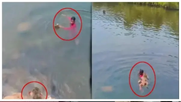 నది మధ్యలో నిలబడి కోతికి హల్వా తినిపించాలనుకున్న యువకుడు.. కోపంతో దూసుకొచ్చి మరణ దెబ్బ కొట్టిన జంతువు! అసలు కథ ఇదే!