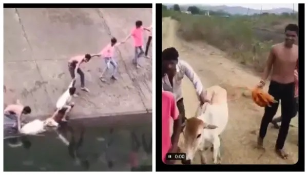 “కాలువలో కొట్టుమిట్టాడుతున్న ఆవు.. ఒక్క క్షణం కూడా ఆలోచించకుండా ఆ యువకులు చేసిన పని!” – నెటిజన్ల మనసులను కరిగేలా చేసిన హ్యూమన్ చైన్ వైరల్ వీడియో..!!