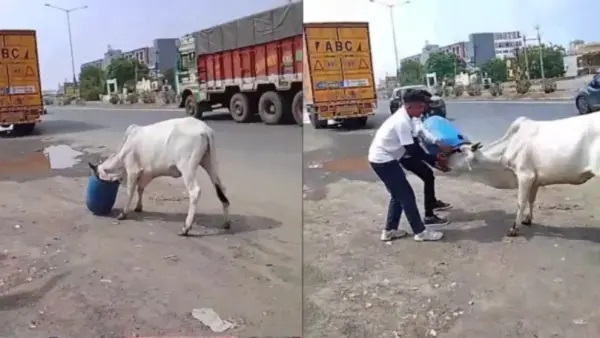 “ఒక్క నిమిషం చూపించిన కరుణ.. ఒక ప్రాణాన్ని కాపాడింది!”.. రోడ్డుపై ప్రమాదంలో చిక్కుకున్న ఆవును రక్షించిన వ్యక్తి.. నెటిజన్లను కదిలిస్తున్న వీడియో..!!!