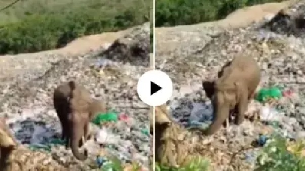 “మనుషుల నిర్లక్ష్యానికి ఈ మూగజీవం ఏం పాపం చేసింది?”.. అమావాస్య దర్శనం ముగిశాక భక్తులు చేసిన ఘోరం.. నెటిజన్లను రగిలించేస్తున్న వైరల్ వీడియో..!!