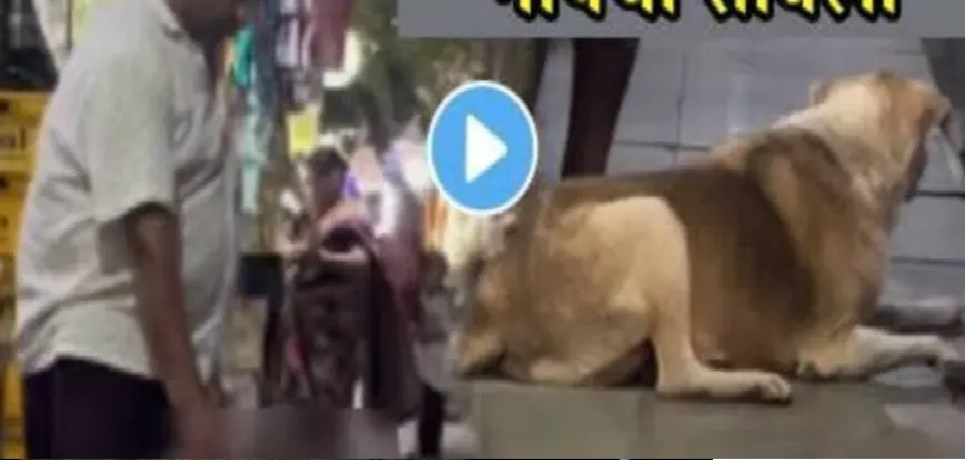 “ఎండను గెలిచిన మానవత్వం!”.. నిస్సహాయంగా పడి ఉన్న వీధి కుక్క కోసం వృద్ధుడి గొప్ప మనసు.. మనసును కదిలించే వీడియో..!!!