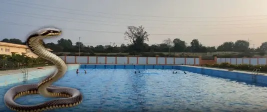 “అయ్యో! లోదుస్తుల్లోకి దూరిన భారీ పాము!”.. స్విమ్మింగ్ పూల్‌లో యువకుడికి ఊహించని షాక్.. భయానక ఘటన..!!!