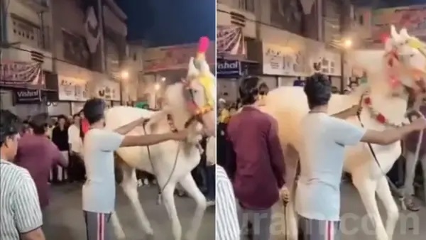 మానవత్వం ఏమైపోయింది.? వివాహ ఊరేగింపులో గుర్రంపై అమానుష దాడి.. వైరల్ అవుతున్న షాకింగ్ వీడియో!!