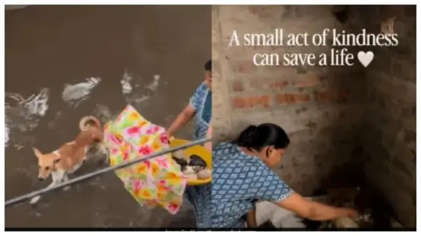 వర్షంలో వణికిపోయిన వీధికుక్క.. పుట్టిన కుక్కపిల్లలతో సహా ఇంట్లోకి తీసుకెళ్లిన కుటుంబం!.. లక్షలాది మంది హృదయాలను కరిగించేసింది!.. మానవత్వాన్ని వేడుక చేసుకుంటున్న వైరల్ వీడియో..!!