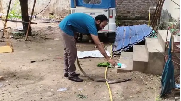 “అయ్యయ్యో! చూస్తేనే వణుకు పుడుతోంది”.. గుడికి వచ్చిన భక్తులను భయపెట్టిన 10 అడుగుల భారీ పాము. షాకింగ్ సంఘటన..!!!