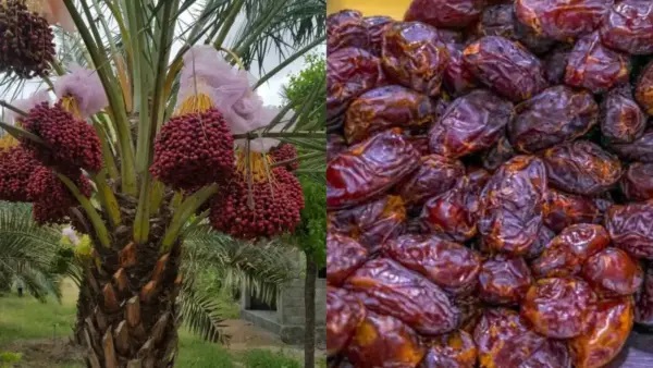 Arabian Dates: కృష్ణగిరిలో పండే అరేబియన్ డేట్స్! కిలో రూ. 200! ఆకట్టుకుంటున్న రైతు ఈశ్వరన్!
