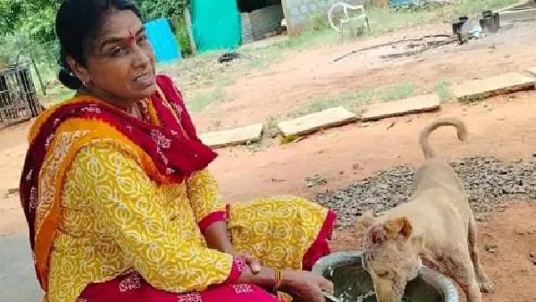 “నా ఇద్దరు కొడుకులూ పోయారు..!” కన్న పిల్లలను కోల్పోయిన శోకంలో 240 వీధి కుక్కలకు తల్లిగా మారిన మహిళ. ప్రతిరోజూ ఉదయం, సాయంత్రం. మనసును ద్రవింపజేసే ఘటన..!
