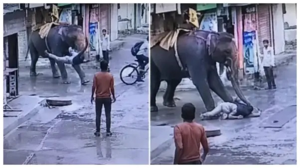 “అయ్యో అమ్మా. ప్రేమగా బెల్లం తినిపించడానికి వెళ్తే ఇలా చేస్తావా?!”.. తొండంతో తిప్పి కొట్టిన ఏనుగు. నెటిజన్లను ఊపేసిన దృశ్యం.!