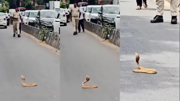“బెంగళూరు ట్రాఫిక్ను స్తంభింపజేసిన నాగుపాము.. ఇలా జరుగుతుందని ఎవరూ ఊహించలేదు!”