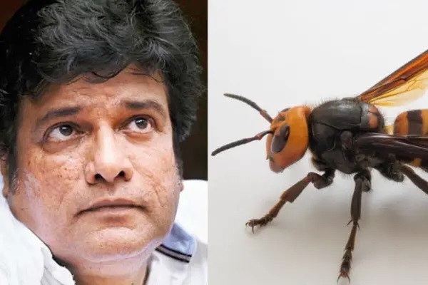 కీటకం కుట్టడంతో నటుడు రాజేష్ శర్మ పరిస్థితి విషమం.. విషపూరితమైన పాముతో సమానమైన 6 చిన్న కీటకాలు ఇవే, కుడితే ప్రాణాపాయమే!